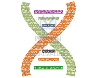 【EVO视讯官网基因检测】<font color='red'><font color='red'>四氢</font><font color='red'>生物</font><font color='red'>蝶呤</font><font color='red'>缺乏</font></font>症基因解码、基因检测